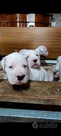 OTTIMI CUCCIOLI DI DOGO ARGENTINO 