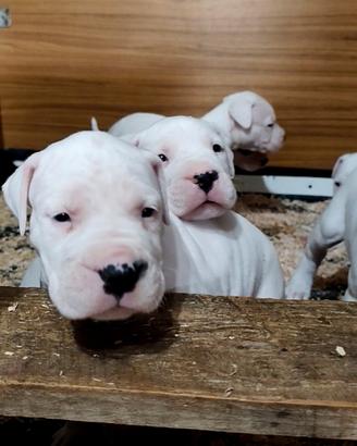 OTTIMI CUCCIOLI DI DOGO ARGENTINO 
