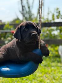 Labrador retriever con pedigree enci