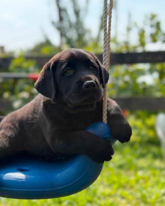 Labrador retriever con pedigree enci