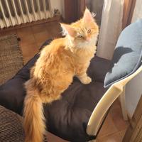 X riproduzione Maine con maschio