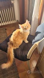 X riproduzione Maine con maschio