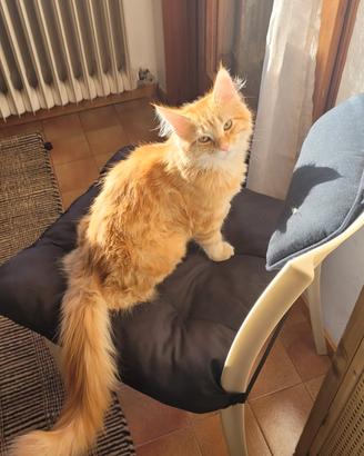 X riproduzione Maine con maschio