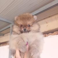 Spitz nano