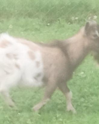 Becco tibetano