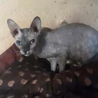 Gattina Nuda Don Sphynx