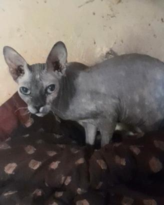 Gattina Nuda Don Sphynx