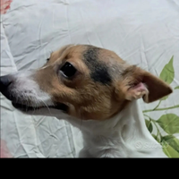 Cucciolo jack russell 400