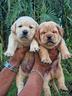 cuccioli-di-labrador-gialli-e-red-fox