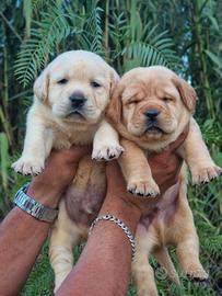 Cuccioli di Labrador Gialli e Red Fox