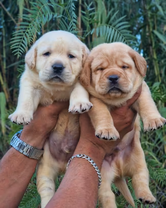 Cuccioli di Labrador Gialli e Red Fox