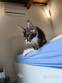 Cuccioli Maine Coon