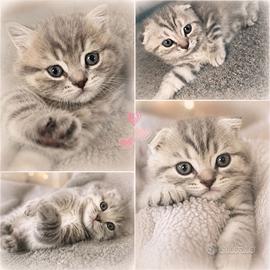 Animali SCOTTISH FOLD