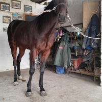 Cavalla da trotto lettera G