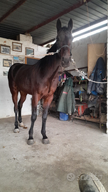 Cavalla da trotto lettera G