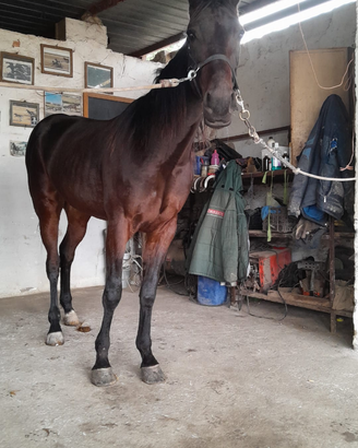 Cavalla da trotto lettera G