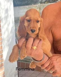 Cocker femmina
