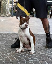 Pitbull