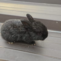 Conigli nani e ariete