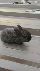 Conigli nani e ariete