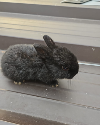 Conigli nani e ariete