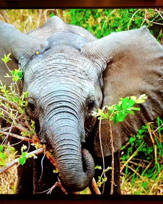 Smart tv Samsung 50" Pollici 4k