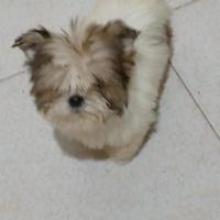 Shih tzu toy
