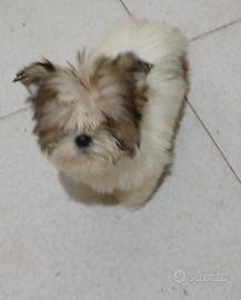 Shih tzu toy