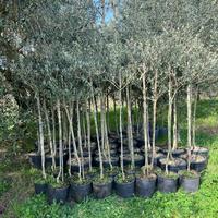 Piante di ulivo