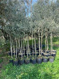Piante di ulivo