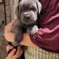 Cane corso cuccioli grigi