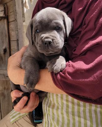 Cane corso cuccioli grigi