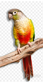 Conuro guance verdi pyrrhura