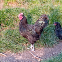 Australorp coppia