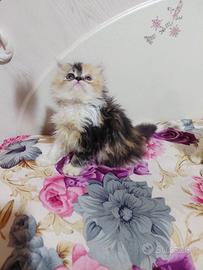 Gatto persiano