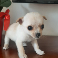 Cucciola di Chihuahua