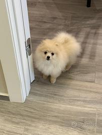Cuccioli Volpini Pomerania