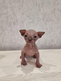 Sphynx