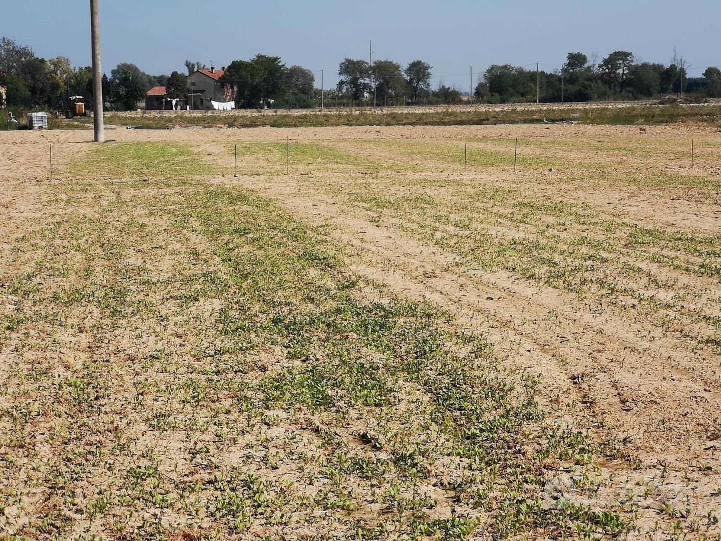 Terreno a mandriole - Vista 4