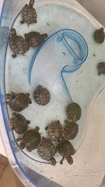 Tartarughe d'acqua