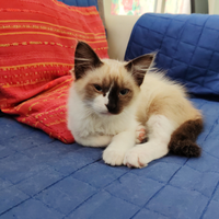 Coppia di gattini di 3 mesi