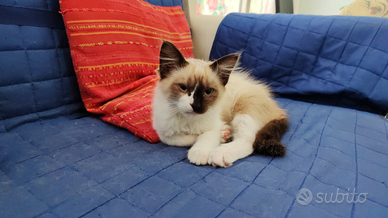 Coppia di gattini di 3 mesi