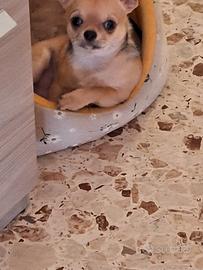 Chihuahua