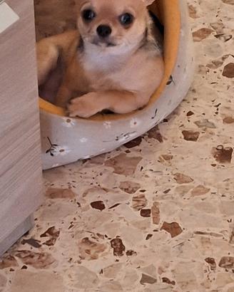 Chihuahua