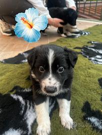 Border collie con pedigree