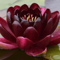 Ninfea principessa nera