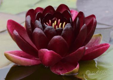 Ninfea principessa nera