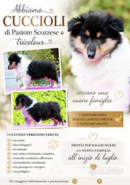 Cuccioli pastore scozzese a pelo lungo