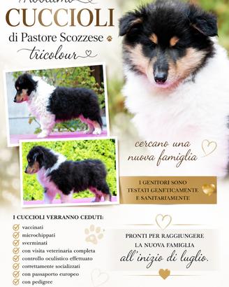 Cuccioli pastore scozzese a pelo lungo