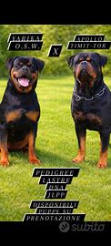 Cuccioli rottweiler
